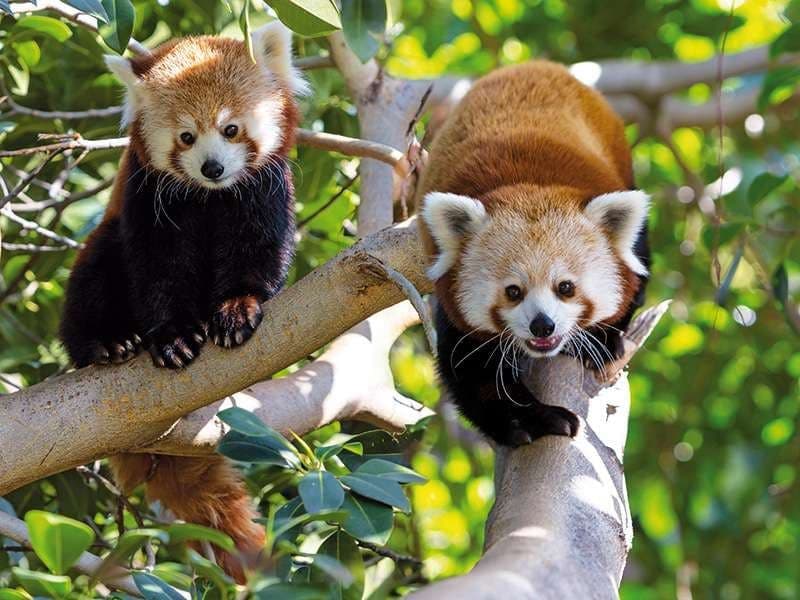 Billet Billets pour le Loro Parque avec transferts depuis le sud de Tenerife