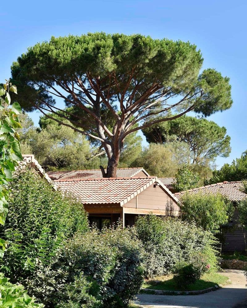 Location de vélos chez Résidence u Livanti