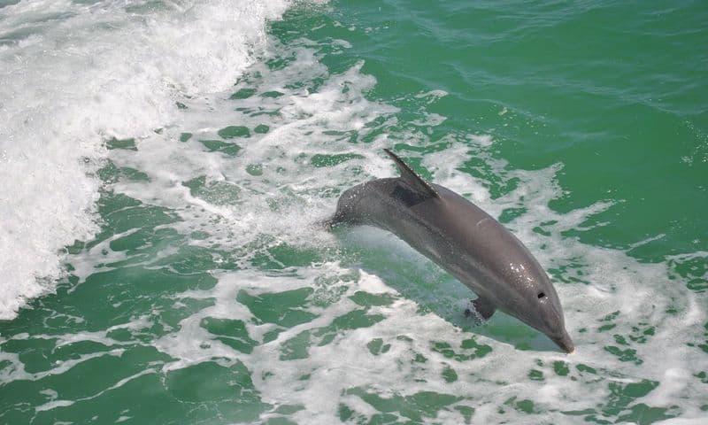Billet Clearwater Beach day trip with dolphin watching cruise and lunch