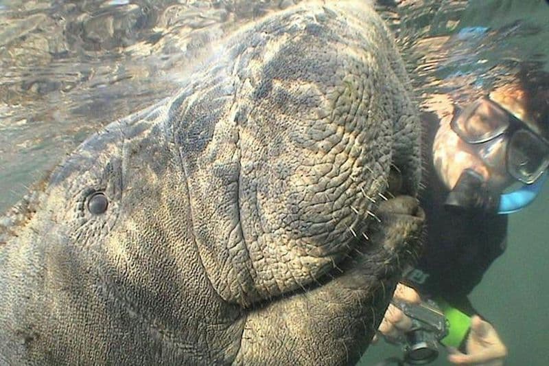 Manatees swimming and snorkelling experience by boat from Orlando