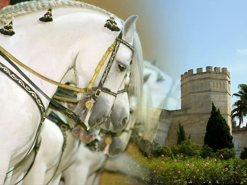 Billet Visite guidée de Jerez avec l'École royale andalouse d'art équestre