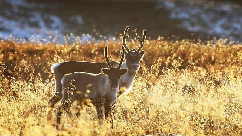 Billet Excursion en canoë avec visite d'une ferme de rennes et de huskies