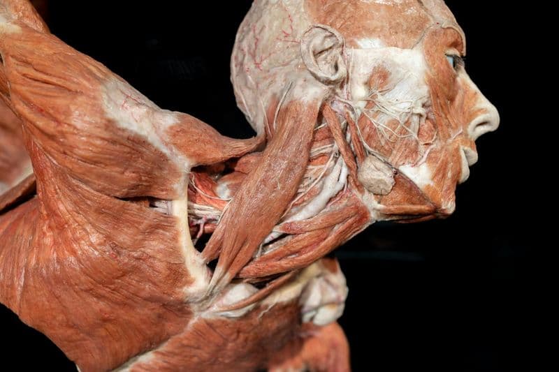 Billet Billets pour l'exposition Real Bodies au Horseshoe Las Vegas