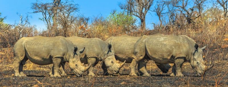 Billet Visite du parc Hluhluwe-Imfolozi au départ de Durban