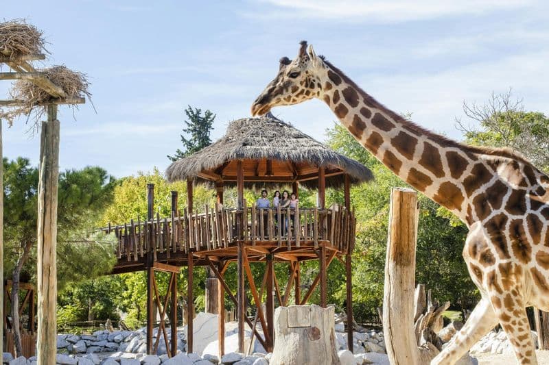 Billet Billets d'entrée au Zoo Aquarium de Madrid