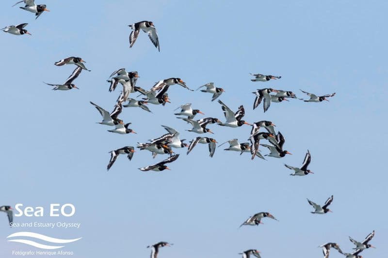 Excursion en bateau pour observer les oiseaux à Lisbonne