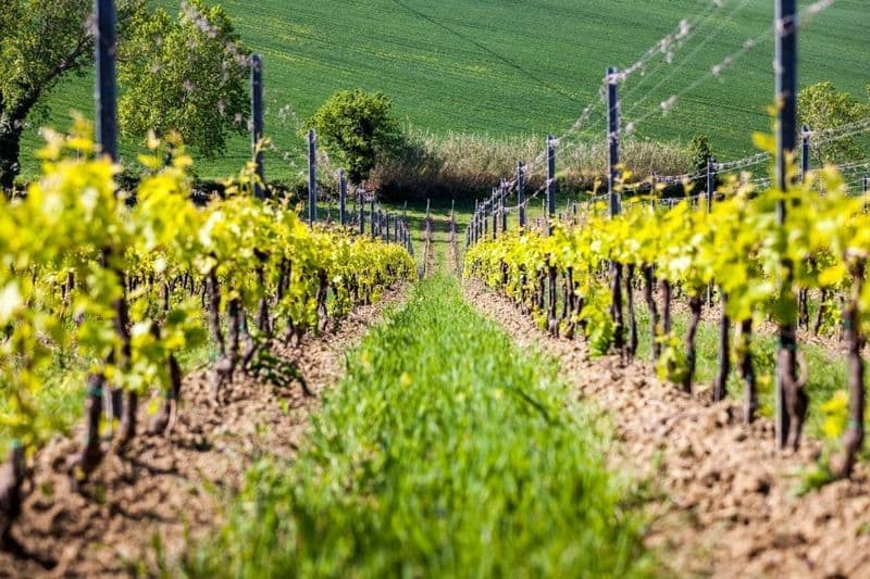 Billet Dégustation guidée de vins dans les vignobles du San Valentino