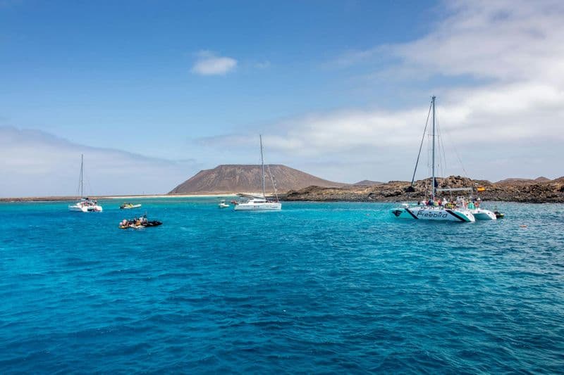 Demi-journée en catamaran : dauphins et baleines à Tenerife - adultes