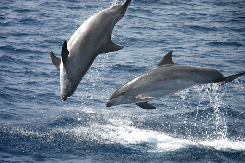 Billet La journée mondiale des océans, avec visite guidée de Tarifa et observation des dauphins en mer