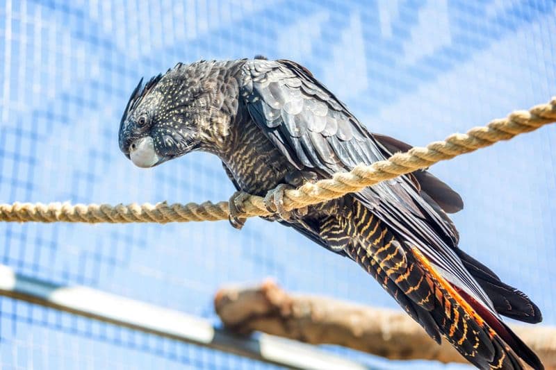 Billet Visite du parc Amazonas et du marché d'Agios Nikolaos