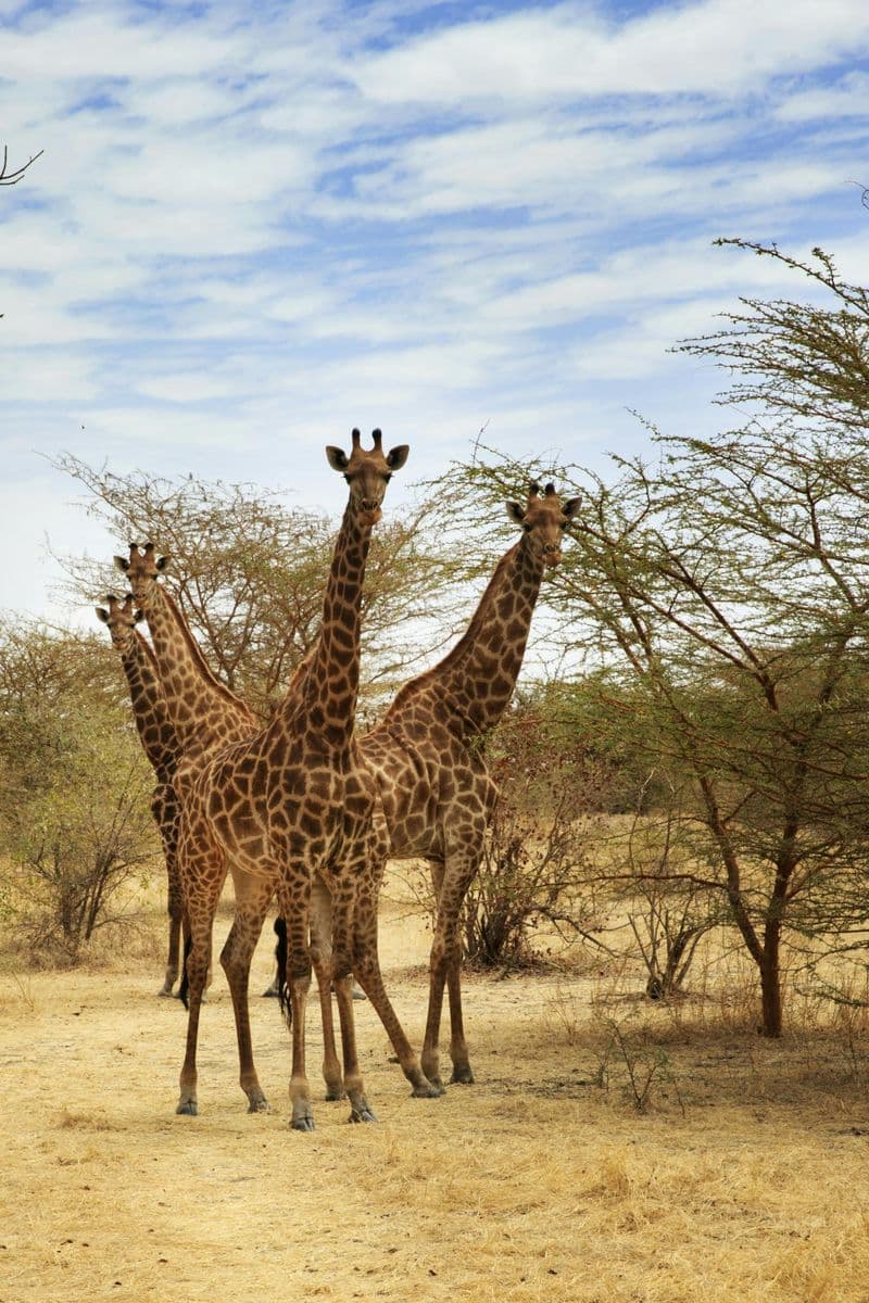 Billet Bandia half-day safari from Saly or Somone