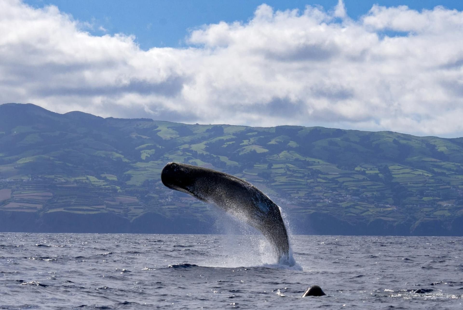Billet Observation des baleines et des dauphins à partir de São Miguel