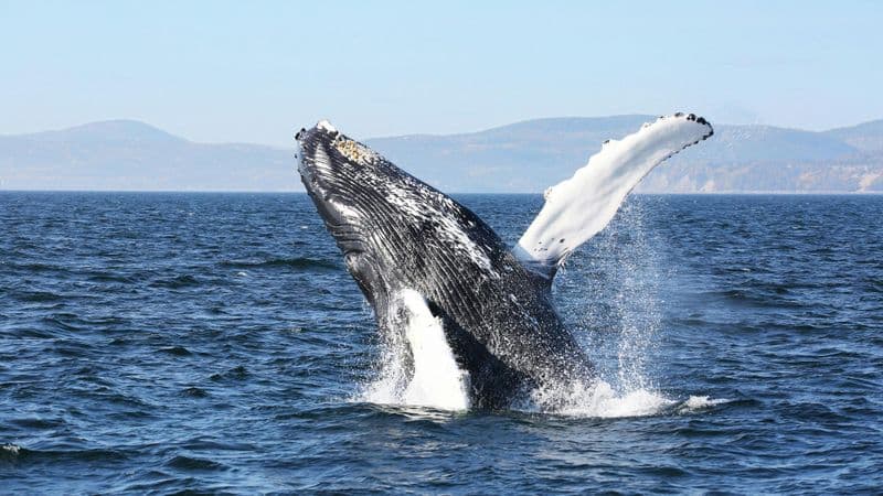 Billet Journée d'observation des baleines au départ de Québec