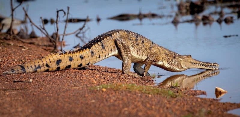 Billet Excursion aventure avec les crocodiles sauteurs et la faune sauvage au départ de Darwin