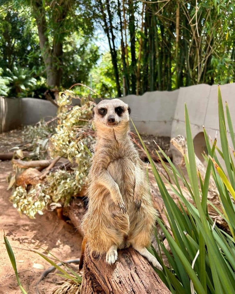 Billet Adelaide Zoo General Admission Tickets