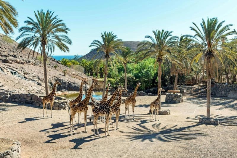 Billet Billet pour le zoo Oasis Wildlife à Fuerteventura