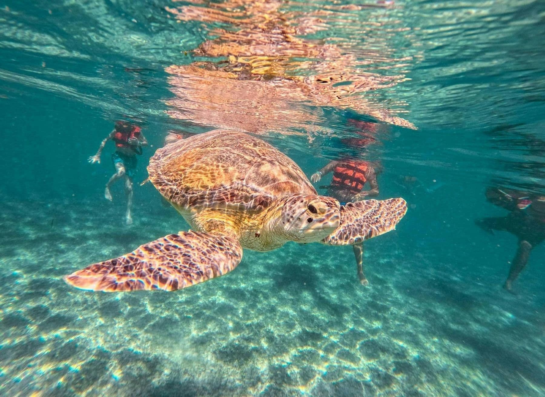 Billet Exploration de la Riviera Maya avec visite de Tulum, de la baie d'Akumal et des cénotes