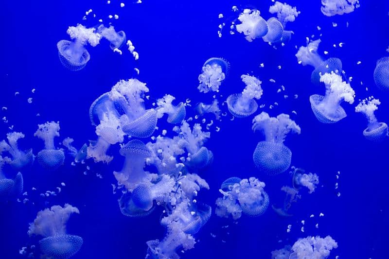 Billets pour l'aquarium de Séville