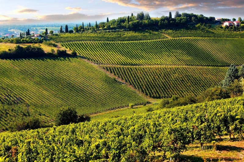 Billet Chianti full-day guided tour with Tuscan brunch and wine tastings