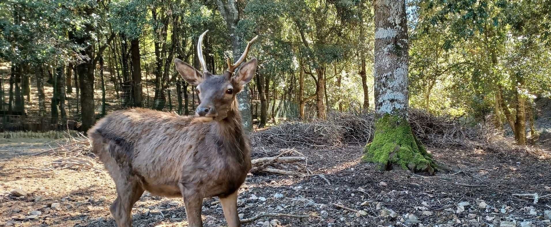 Randonnée guidée sur le sentier des cerfs dans le parc Sette Fratelli
