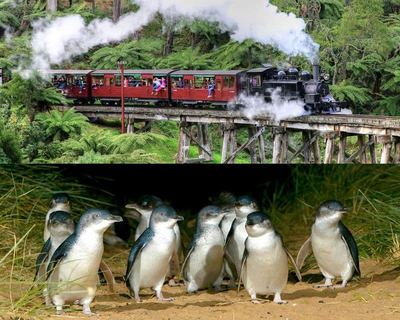 Billet Visite en bus de Puffing Billy et du défilé des pingouins de Phillip Island