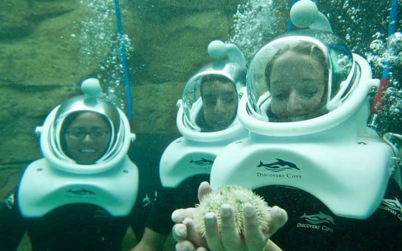 Billet SeaVenture à Discovery Cove 2026