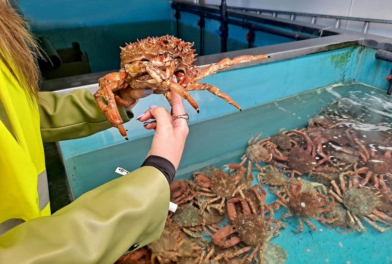 Visite guidée du port de pêche et visite d'une nurserie de coquillages