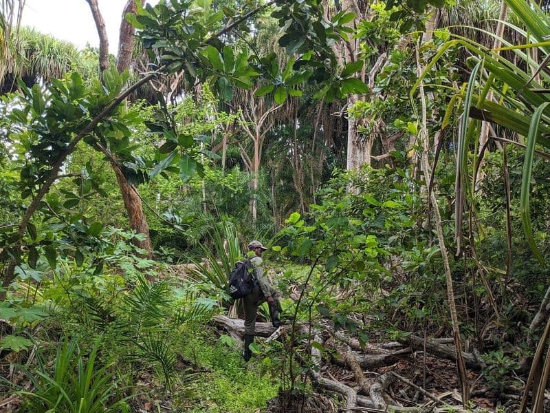 Visite privée de randonnée dans la forêt de Jozani depuis le Mora Zanzibar
