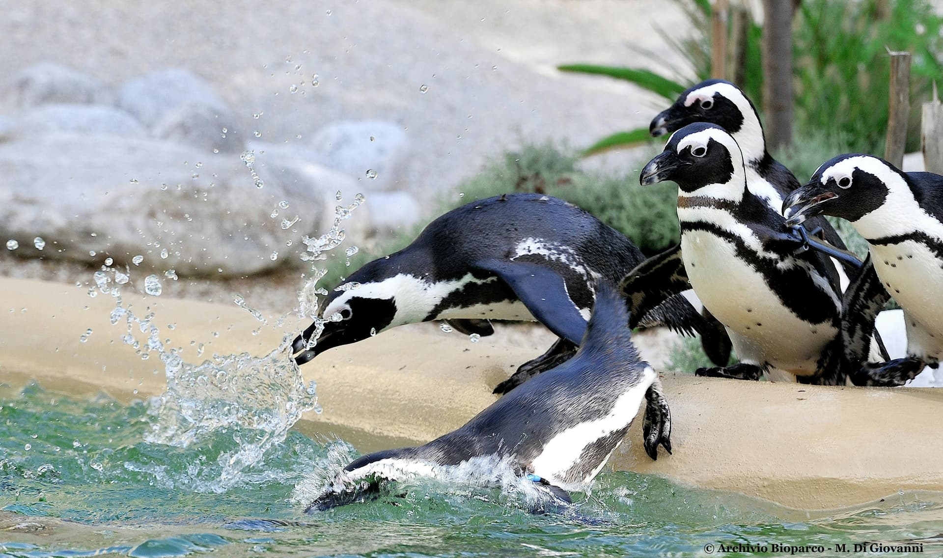 Billet Billets open date pour Bioparco di Roma