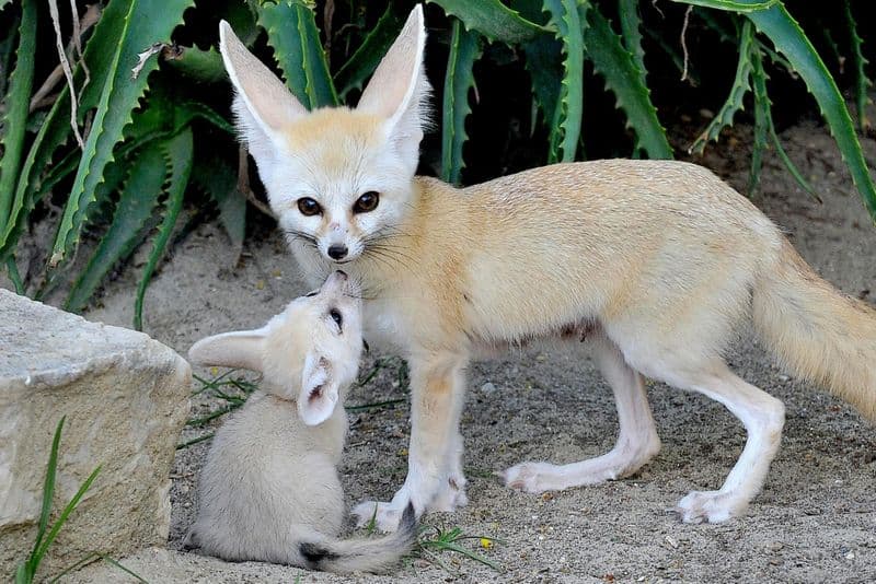 Billet Bioparco, le zoo de Rome billet d'entrée incluant le goûter