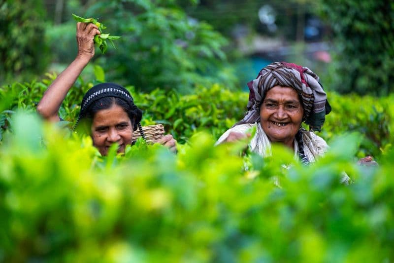 Billet Excursion à la journée à Kandy avec le temple de la Dent