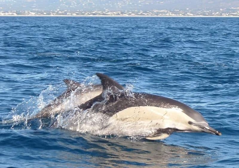 Billet Croisière d'observation des dauphins en mer - billet