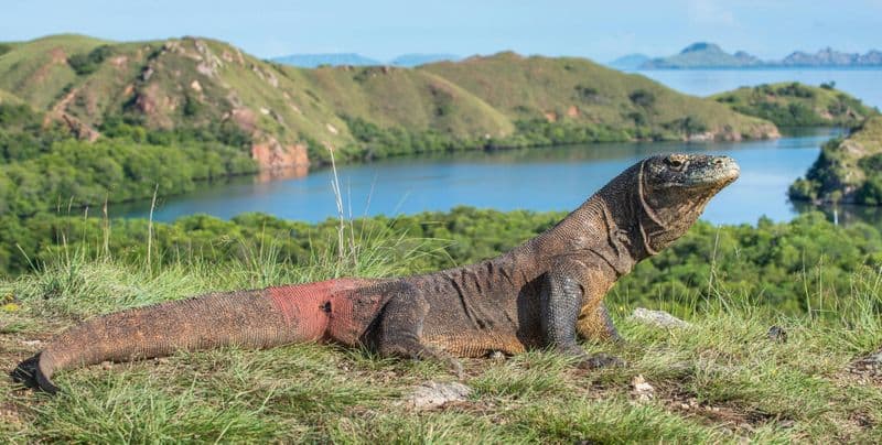 Billet Komodo dragons, Pink Beach and snorkelling full-day adventure