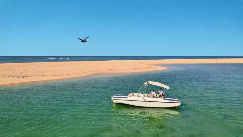 Birdwatching in Ria Formosa eco-friendly boat tour