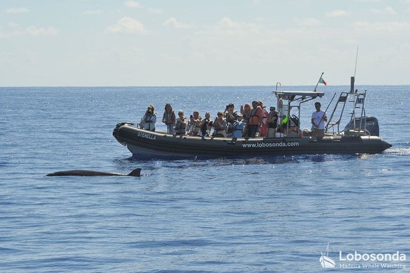 Visite guidée d'observation des baleines en hors-bord à Madère