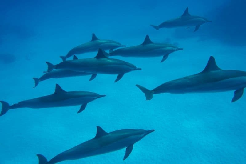 Billet Dolphin House Snorkeling Cruise and Diving for Beginners in Marsa Alam