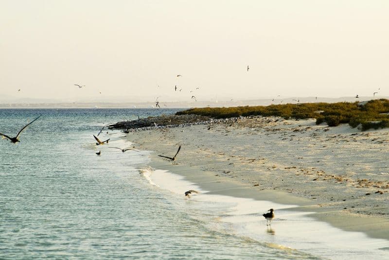 Billet Hamata Snorkeling Cruise from Marsa Alam with Lunch and Drinks