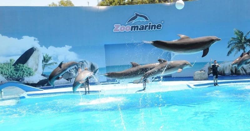 Billet Excursion privée Zoomarine au départ de Lisbonne avec billets d'entrée