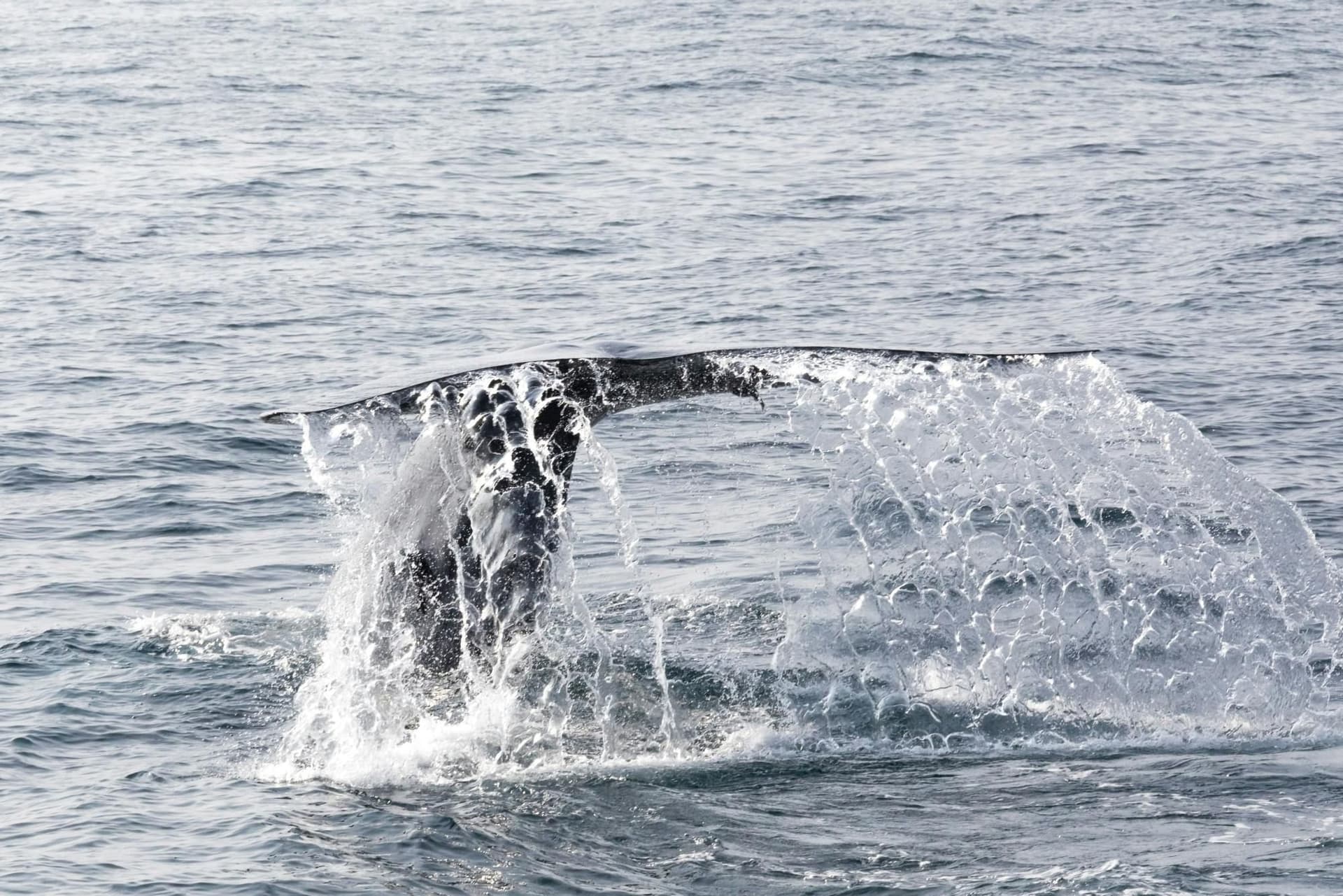 Observation des baleines et des dauphins à São Miguel en catamaran