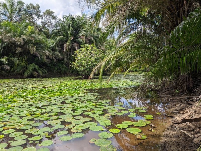 Randonnée à Zanzibar dans la visite privée de la forêt de Masingini