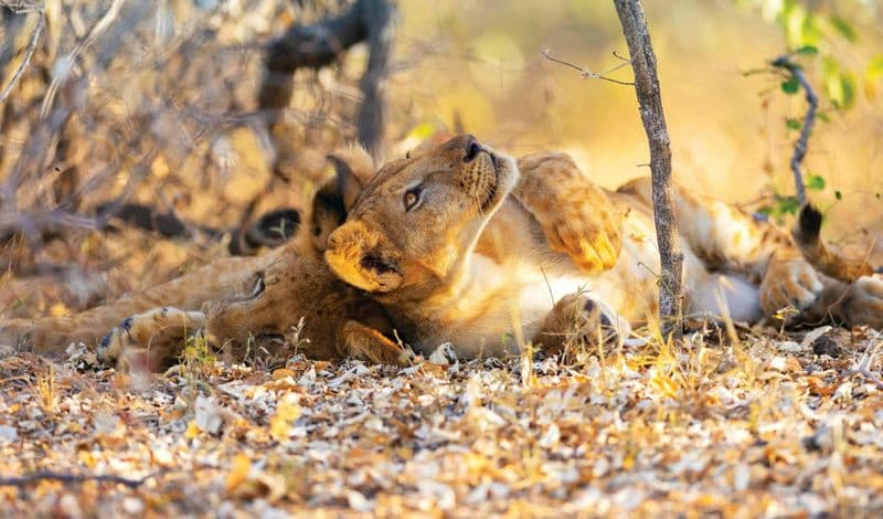 Nyerere National Park two-day budget safari from Zanzibar