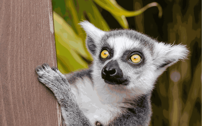 Billets d'entrée et transfert au zoo de Cracovie