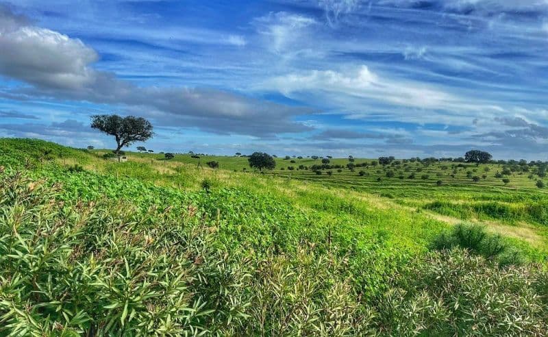 Dégustation gastronomique de vins à Mertola