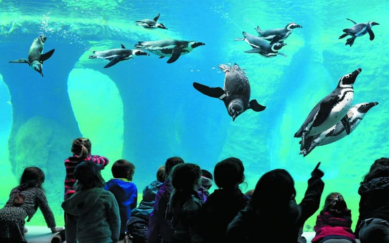 Billet d'entrée au zoo de Wroclaw et à l'Africarium