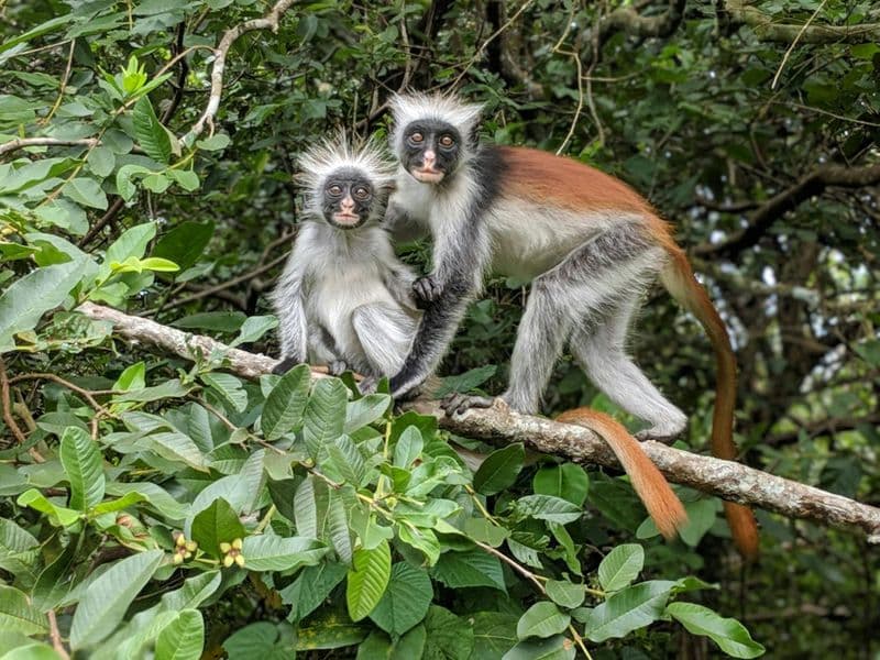Billet Visite du parc national de la baie de Jozani Chwaka et de plantations d'épices