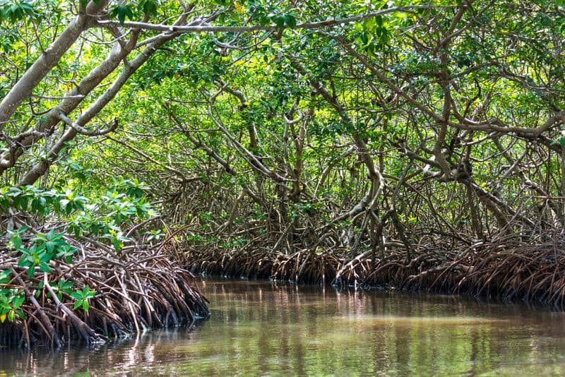 Billet Visite de la réserve de Sian Ka'an avec balade en bateau