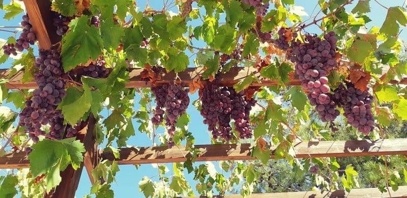 Billet Visite des villages de montagne et des vignobles du Troodos avec dégustation