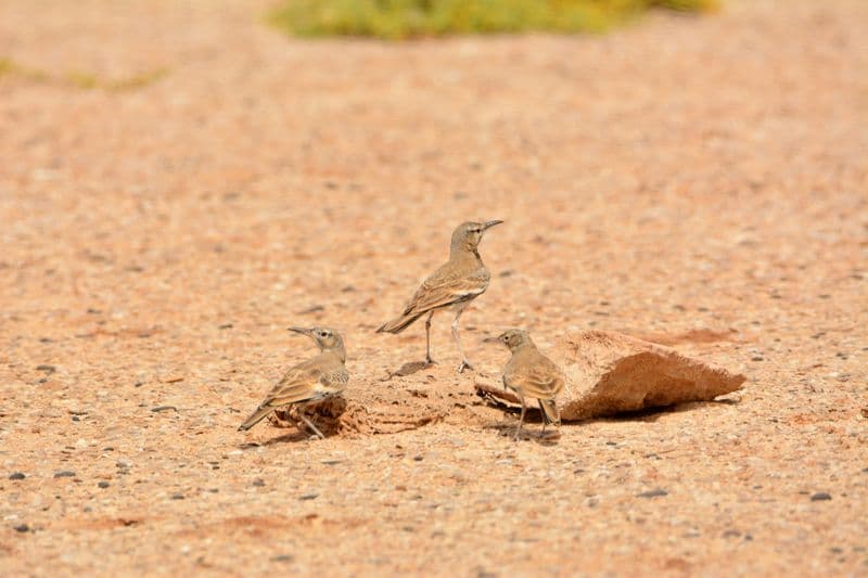 Expérience d'observation des oiseaux à Boa Vista