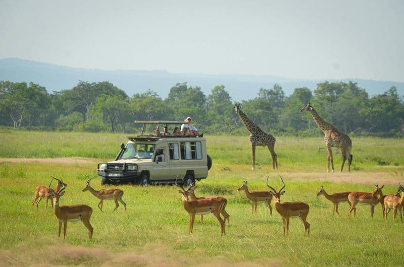 Safari d'une journée au parc national Mikumi au départ de Zanzibar