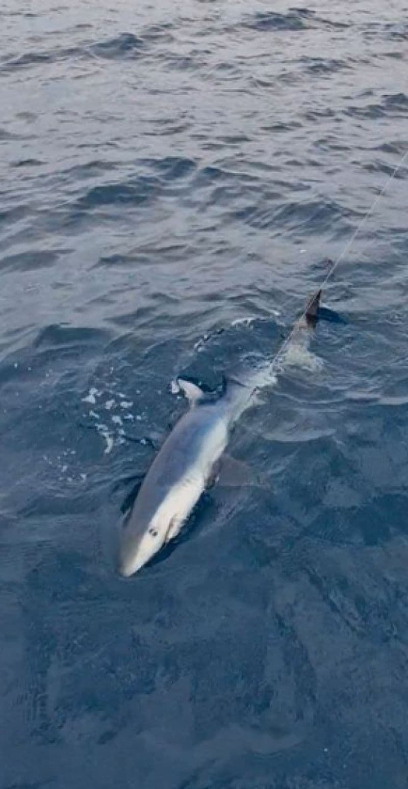 Ocqueteau Ostrea 700 T-Top (Motorboat)